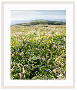 Wildflowers at Tomales Point